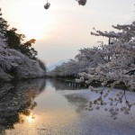 弘前城桜祭りへ
